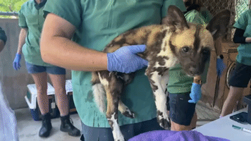 Six Endangered African Painted Puppies Get Health Check at Perth Zoo