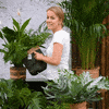 GreenMeUp green plant plants leaf GIF