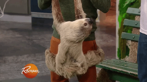 two-toed sloth GIF by Rachael Ray Show