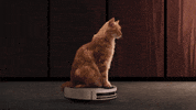 Kpnkat GIF by KPN
