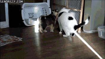 Cats Puppies GIF