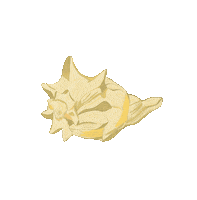 Conch Shell Beach Sticker