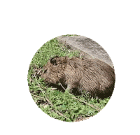Humor Capivara Sticker by Petrobras