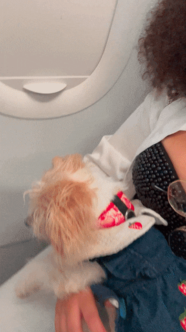 Dog Travel GIF