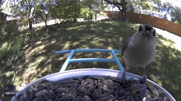 Bird-Feeder Camera Records Hilarious Raccoon Seed Bandit