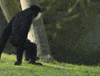 Video gif. A black gibbon and a white gibbon run toward each other and embrace in a big hug.