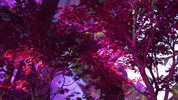 League Of Legends Lol GIF by G2 Esports