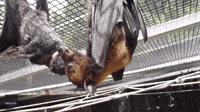 Sweet Moment Orphaned Bat Greets New Rescue With 'Batty Kisses'