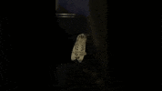 life door GIF
