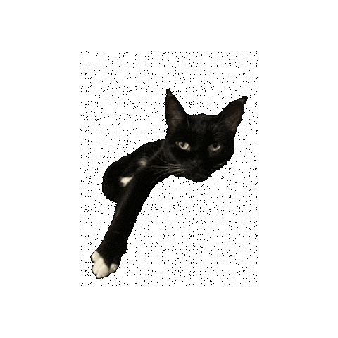 Unimpressed Tuxedo Cat Sticker