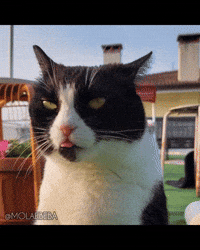 Cat No GIF