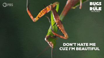 Im Beautiful Praying Mantis GIF by PBS