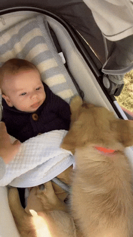 cuteanimalland giphyupload GIF