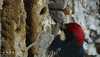 America Pecking GIF by Nat Geo Wild