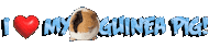 Guinea Pig Love Sticker