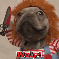 Diana Prince Dog GIF
