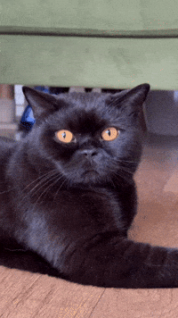 Black Cat GIF