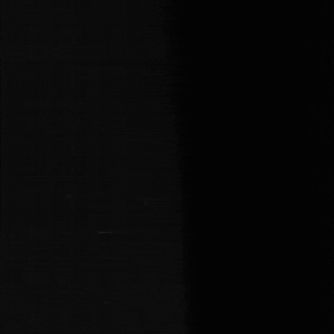 SyndicateMGMT wolf edm wolves wolf pack GIF