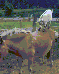 jackass know GIF