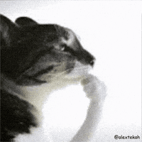Thinking Cat GIF