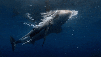 Andrew Mayne Ghostdiver GIF by Shark Week