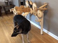 Dog GIF by ViralHog