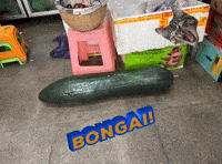 Cat Meme Cucumber GIF