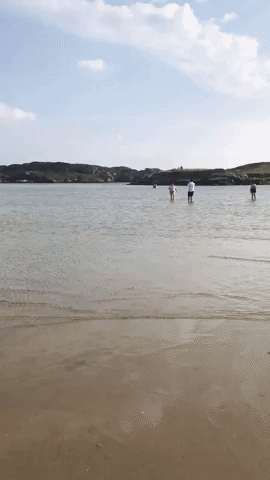 Bovine Baffles Beachgoers as it 'Emerges' From Sea on Ireland's West Coast