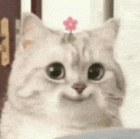Cat Cutie GIF