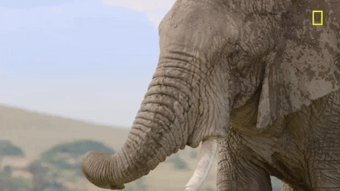 Nat Geo Elephant GIF by National Geographic Channel