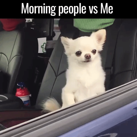 Video gif. A small white chihuahua perked up and looking out a car window as a brown chihuahua struggles to pull itself up and looks groggy. Text, "Morning people vs Me."