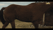 Horse Cowboys GIF by MGM+