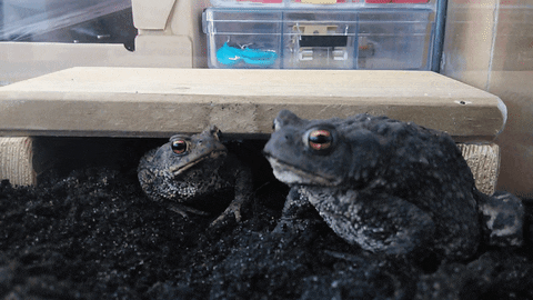 toads GIF