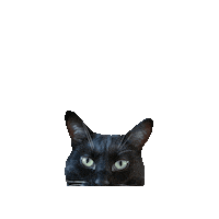 MrsCopyCat cat peekaboo tuxedo tuxedo cat Sticker