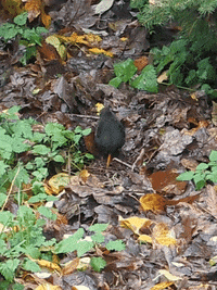 Fun Eating GIF by Zacxophone