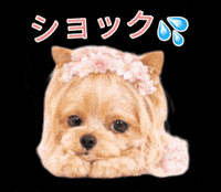 Sad Yorkshire Terrier GIF
