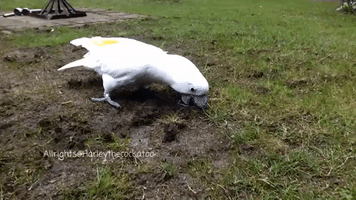 Creative Cockatoo Enjoys Gardening Her Own Way