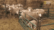 the incredible dr pol season 12 episode 8 GIF by Nat Geo Wild 