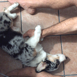 Corgi Tickle GIF