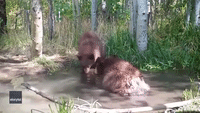 Playful Bear Cubs Goof Off in California Pond