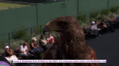 bird hawkeye GIF by Wimbledon