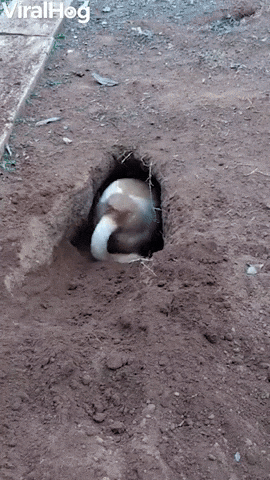 Dog Digs Impressive Hole GIF by ViralHog