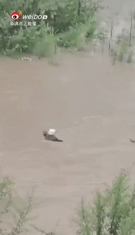 cuteanimalland giphyupload GIF