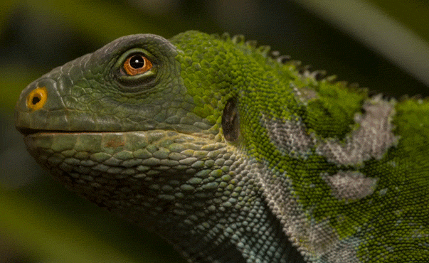 third eye fun GIF by San Diego Zoo