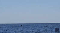 Orca Spotted Off Coast of Cape Cod in 'Unusual' Sighting