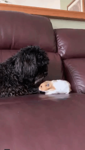 Furry Friends: Dog Pets Hamster Pal