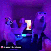 Funny Dance GIF