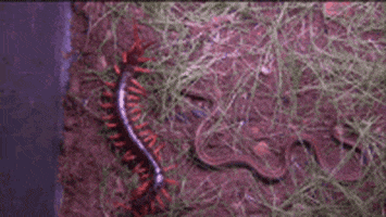 australia snakes GIF