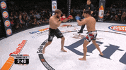 GIF by Bellator
