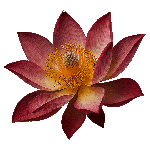 Flourishing Design Center Sticker by DTI Design Center of the Philippines